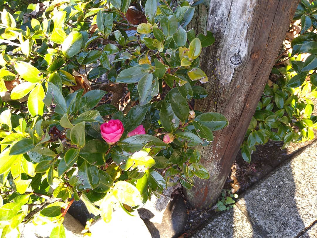 おはようございます。
朝の水撒きをしていたら、街路樹の脇に小さなお花が咲いていました。
ほっこり幸せな気持ちに
椿でしょうか？🤔知っている方がいたら教えて下さい

今週も元気に営業致しますので、宜しくお願い致します。
本日の日替わりランチは鯵フライになります。
ご来店を心よりお待ちしております。